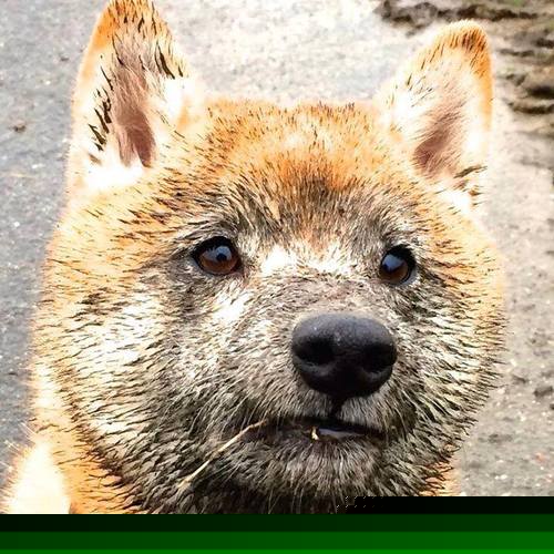 爱游戏在线服务-法甲球员在连续作战中的技术动作稳定性预测模型构建,法甲的水平