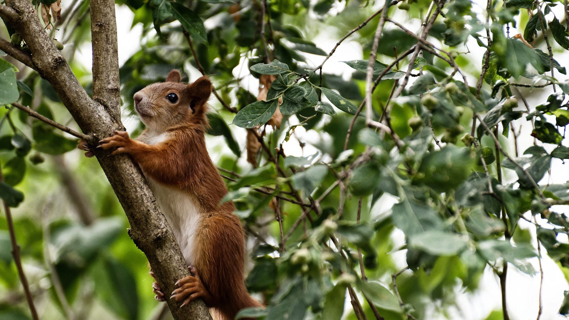爱游戏官网下载-一抢即打,压迫转化率极高