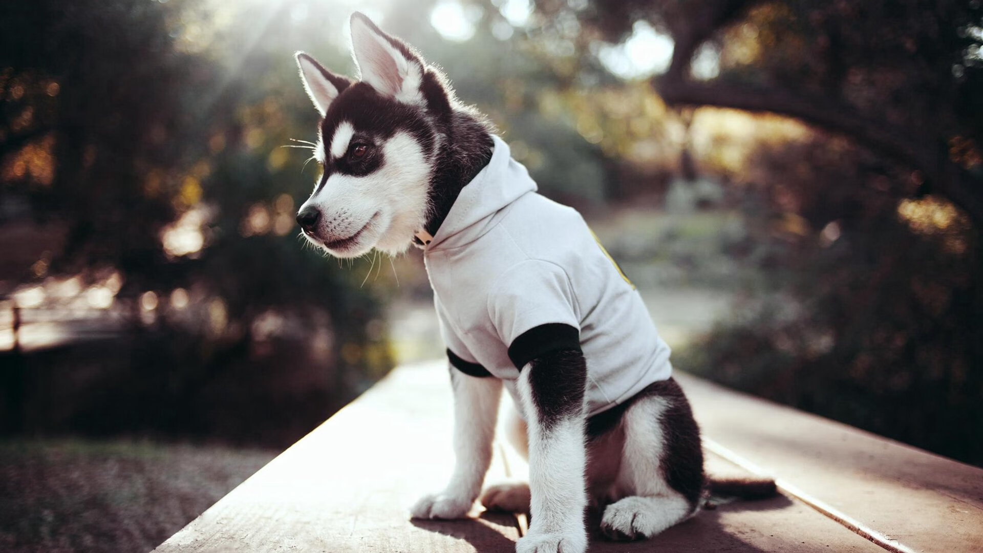 爱游戏智能平台-亚洲杯中国女足战平 球迷期待未来突破,中国女足亚洲杯战绩